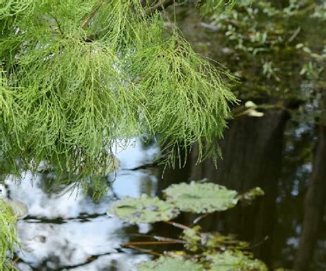 瀦水松|水松(植物):植物學史,形態特徵,生長環境,分布範圍,繁殖方法,採集。